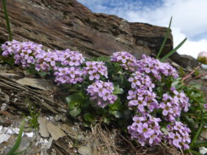Tour du Mont Blanc alpine flowers