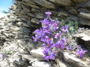 Alpine habitats