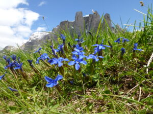 The Origins of Alpine Flowers