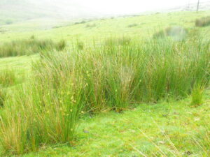 sedges, grasses & rushes