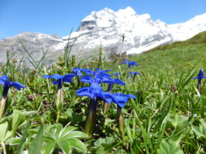 Alpine flowers