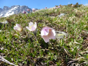 Alpine flowers