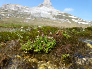 Alpine habitats