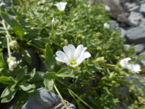 The Tour of Mont Blanc and its flowers