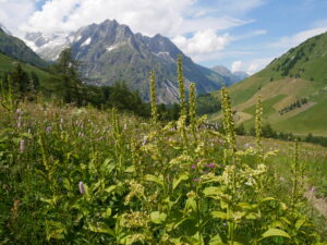 Alpine habitats