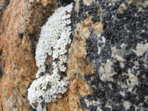 Alpine habitats