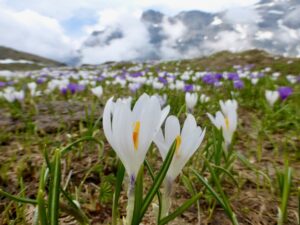 the Alps a natural companion Alpine habitats