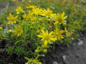 The Origins of Alpine Flowers