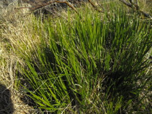 sedges, grasses & rushes