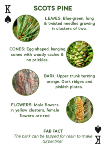 trees of europe pack of cards