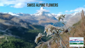 Alpine flowers of the Alps