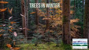 trees and forests in winter, coniferous and deciduous trees