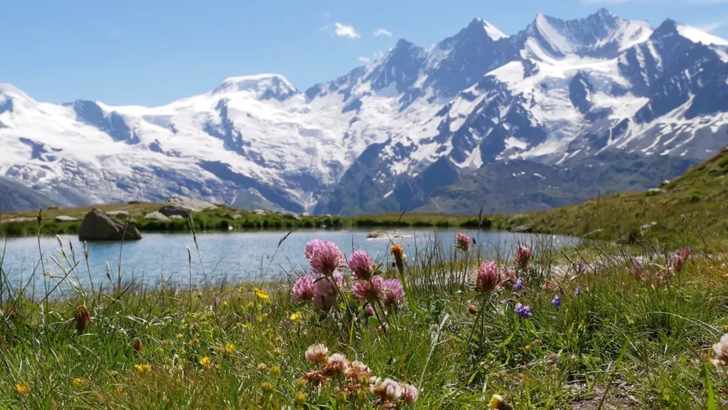 Alpine flowers of the European Alps